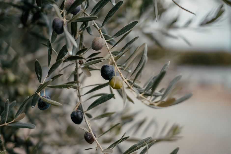 Η πτώση του ελικόπτερου του Όλιβερ Τρι στο Ρίο: Χρονολόγιο, φήμες και αντιδράσεις των Βαλκανίων fans