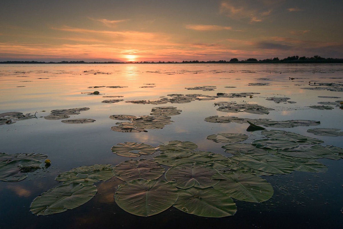 Ο ρωμανός έρευνα "Wild Delta" θα πρωτοπρεσέντειται στο LYNX Festival στο Μπράσσοφ