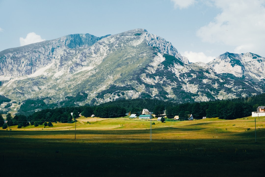 Εθνικός Δασοκαταστήματας Durmitor: το καρδιτσό της πλαγίας της Μοντενεγρού